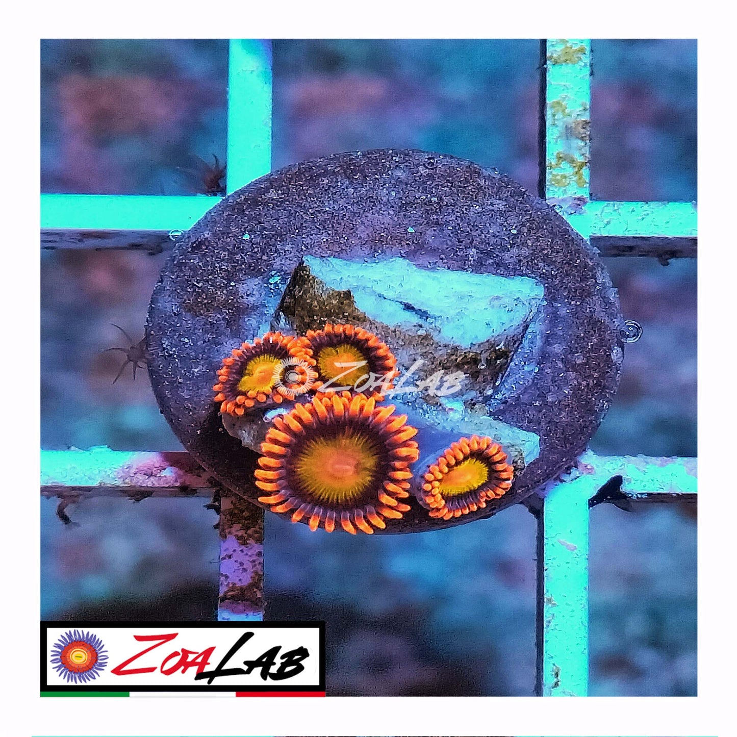 zoa orange mandarine