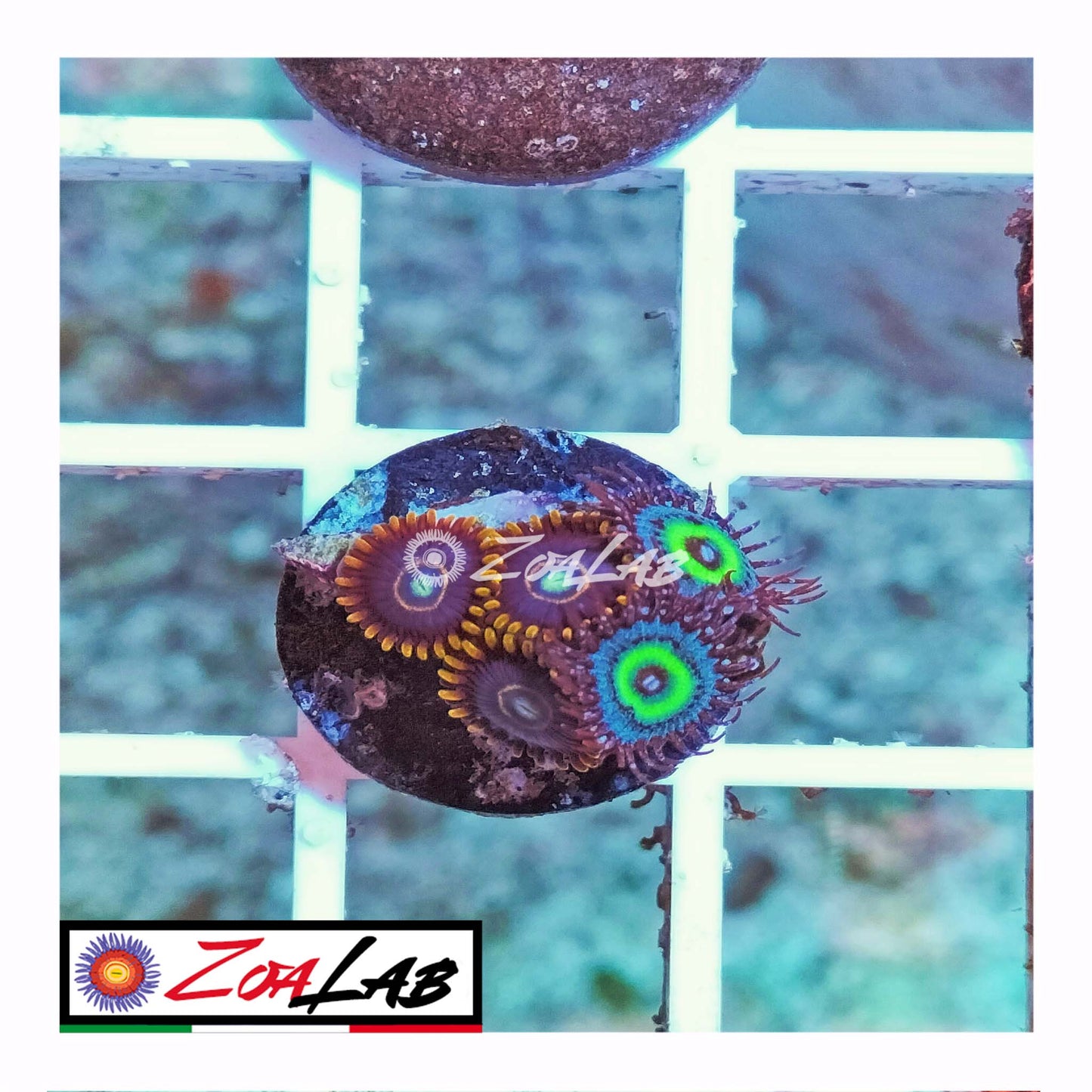 zoa blu hornets mix