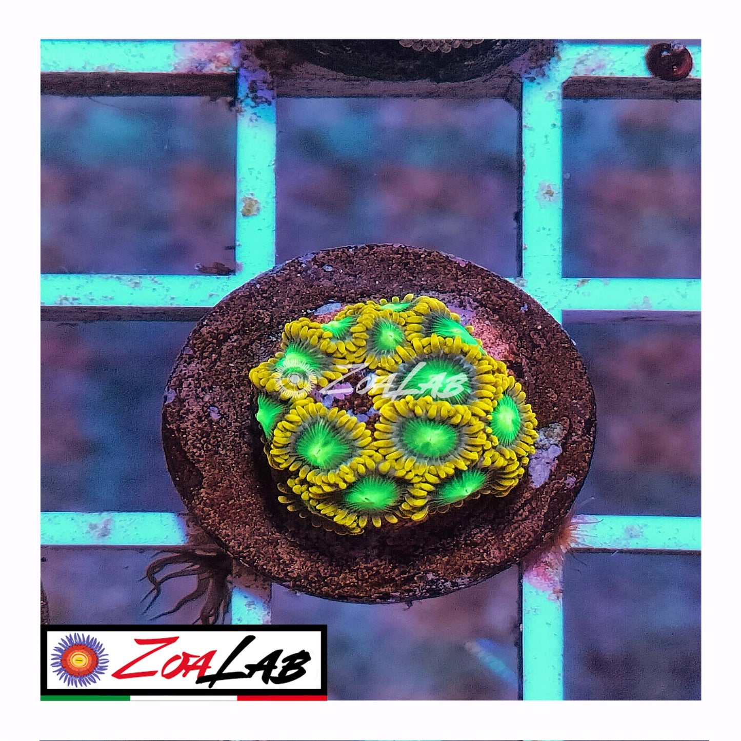 zoa nuclear