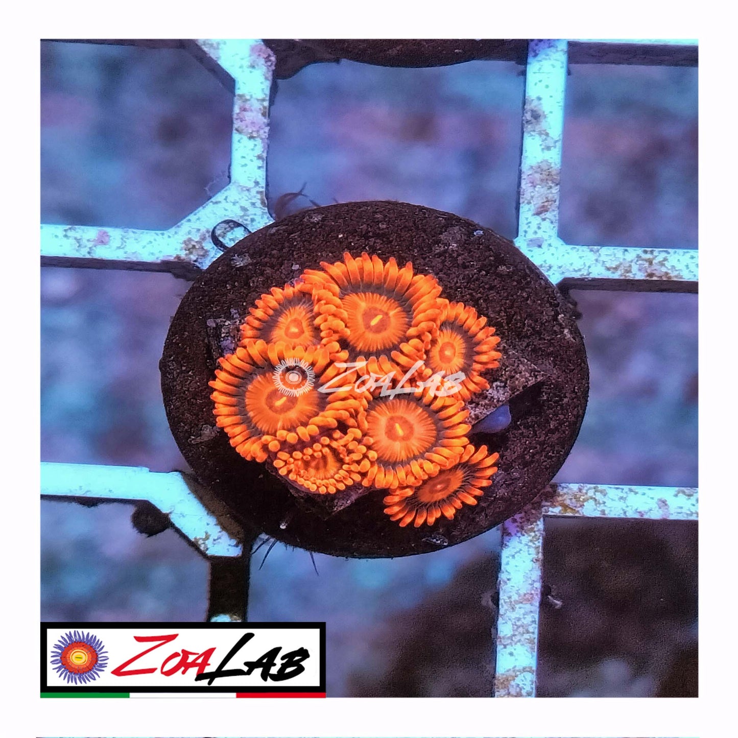 zoa oxide orange morph