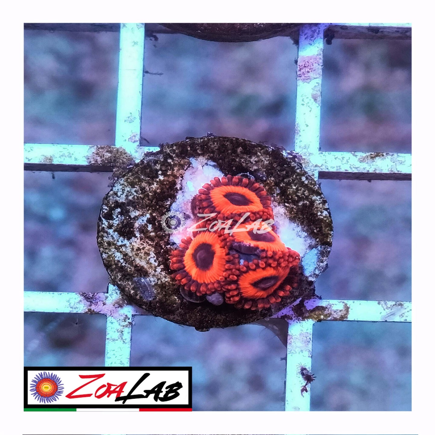zoa oxide