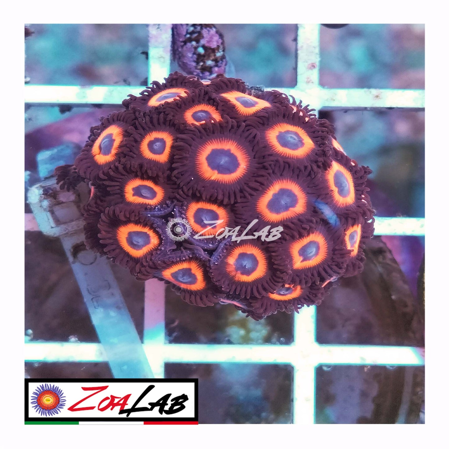 zoa pumpkins