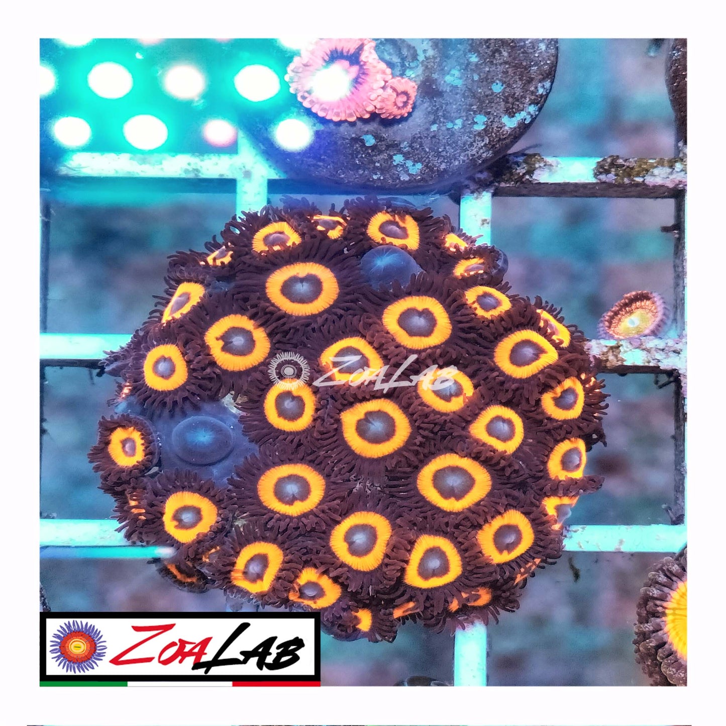 zoa pumpkins