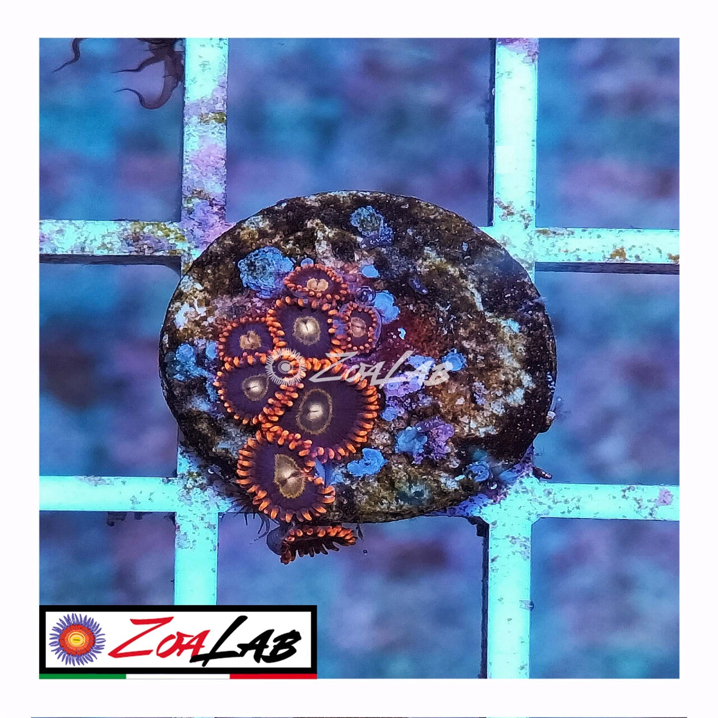 zoa rainbow hornets
