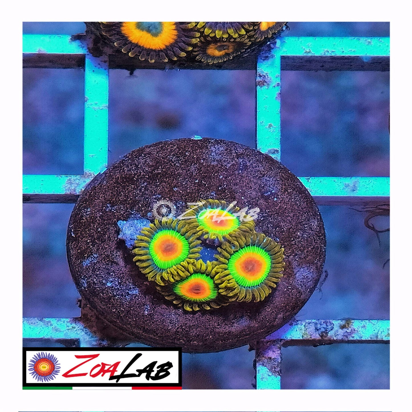 zoa rasta