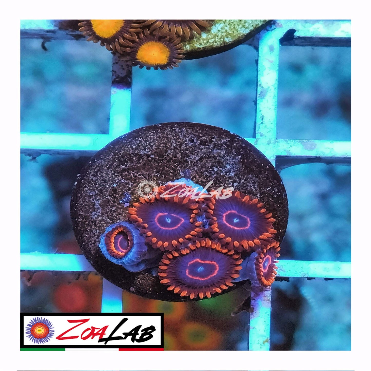 zoa red hornets