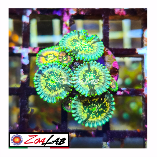 Zoanthus Hawaiian