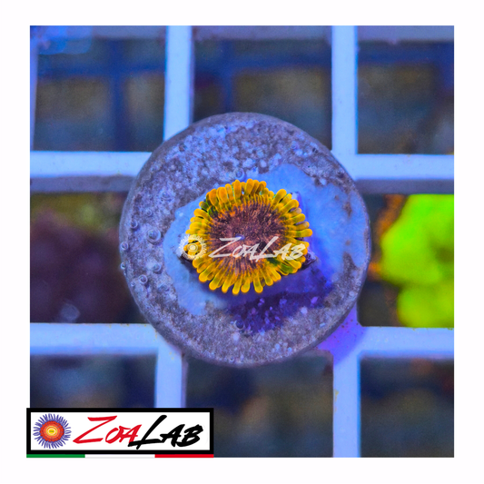 Zoanthus acido reflux