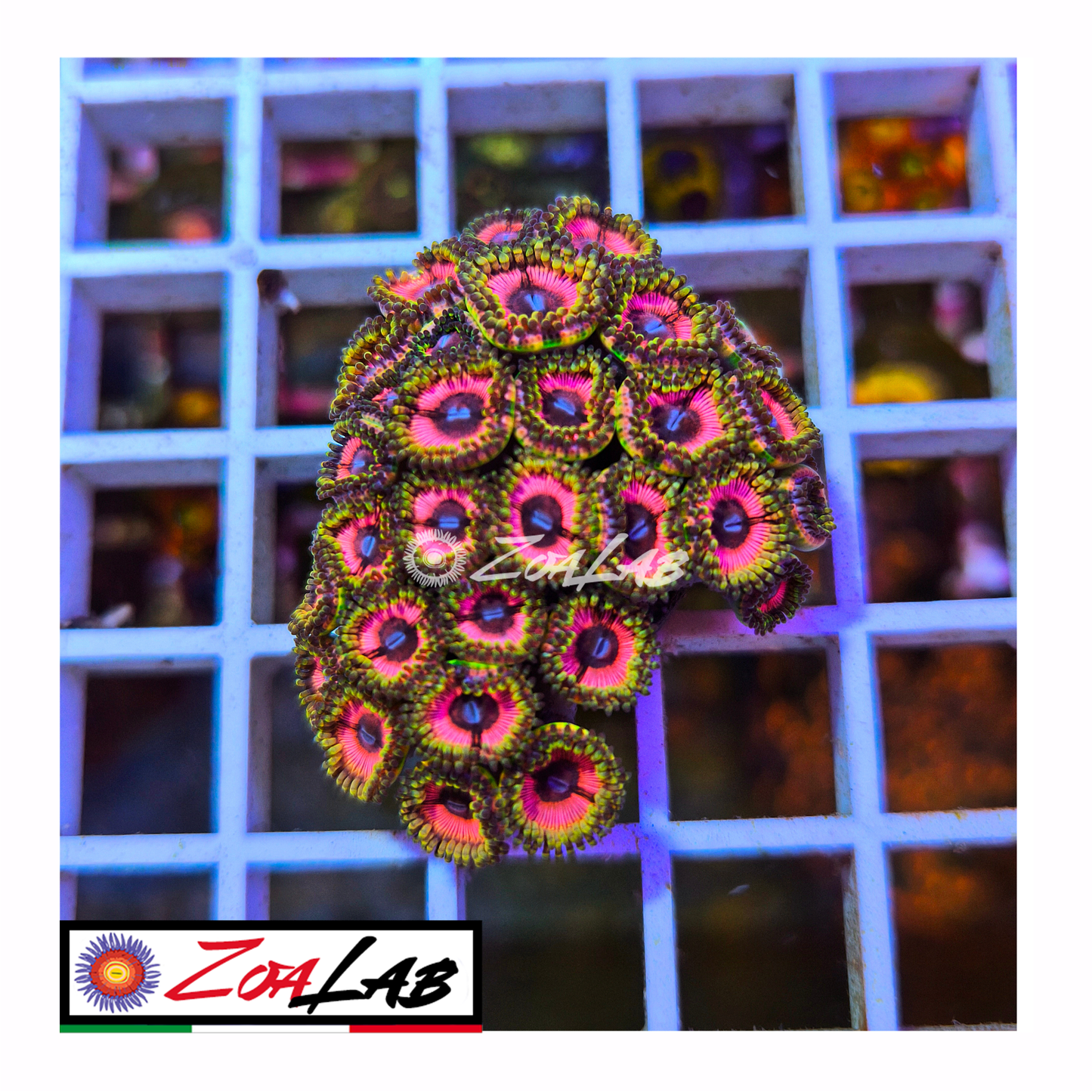 Zoanthus citrus cooler Pink