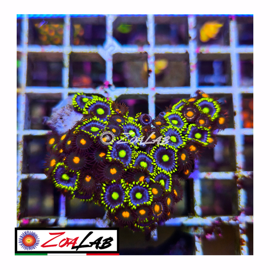 Zoanthus Blue berry mix