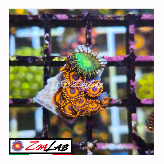 Zoanthus Red oxides