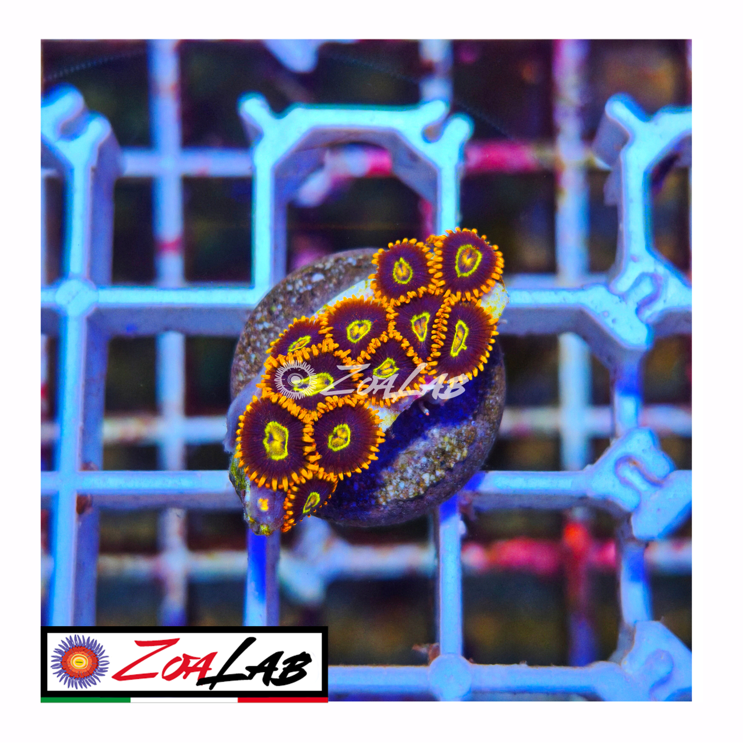 Zoanthus rainbow Hornets