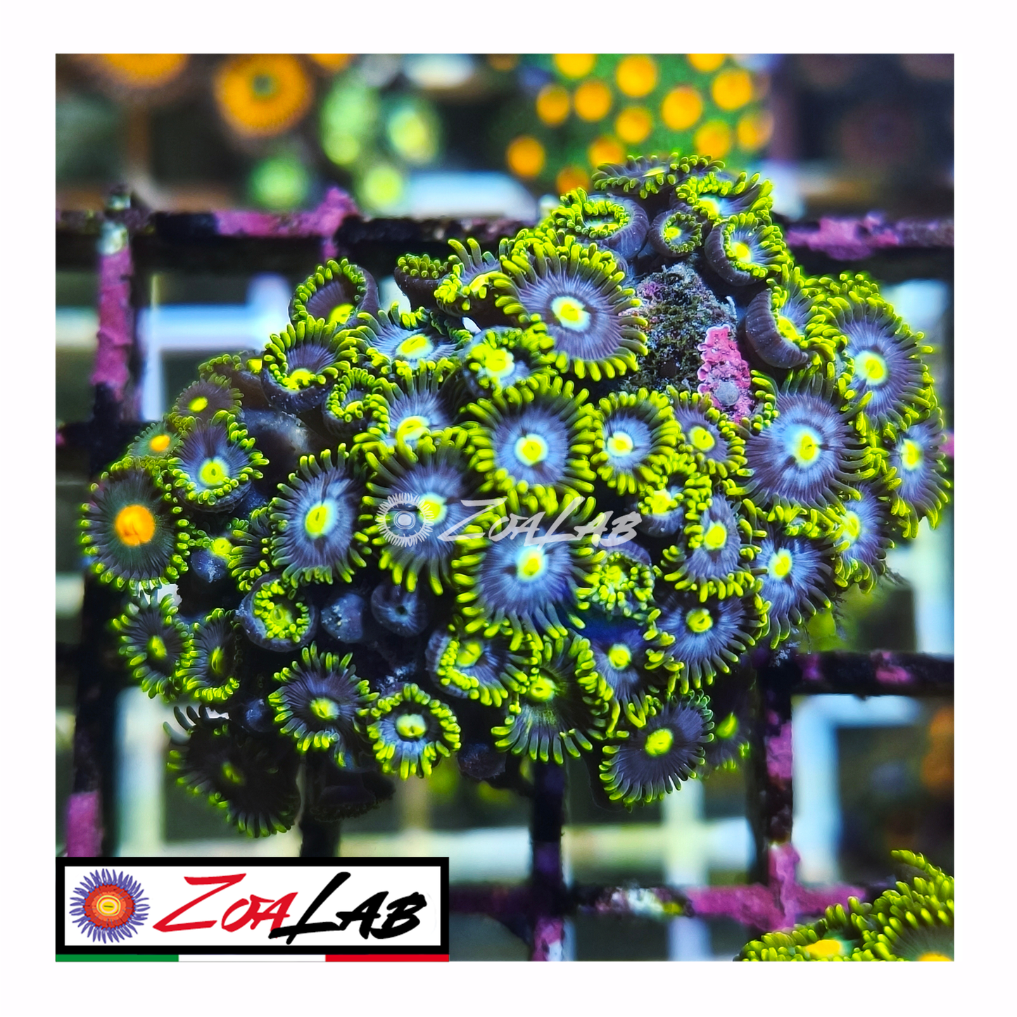 Zoanthus green pops
