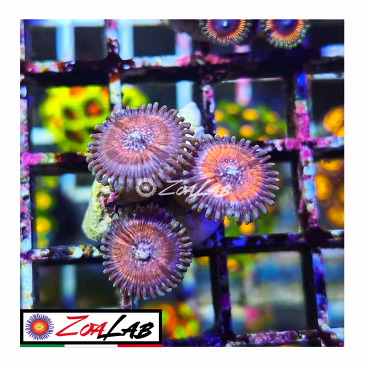 Zoanthus Pink emerald