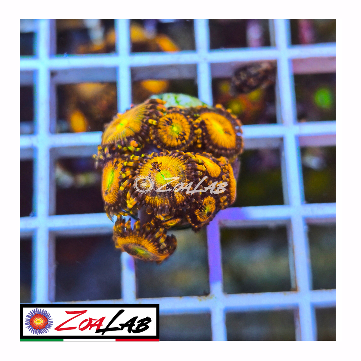 Zoanthus princess peach