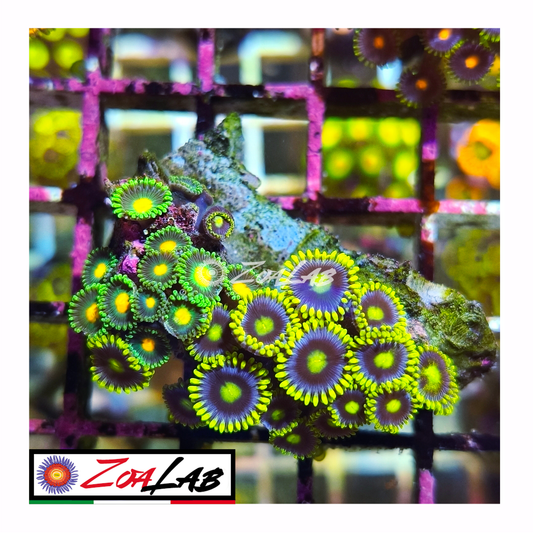 Zoanthus Blue berry mix