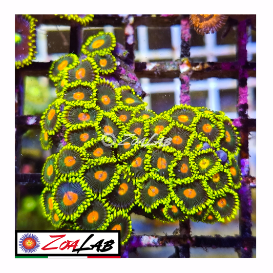 Zoanthus green bay