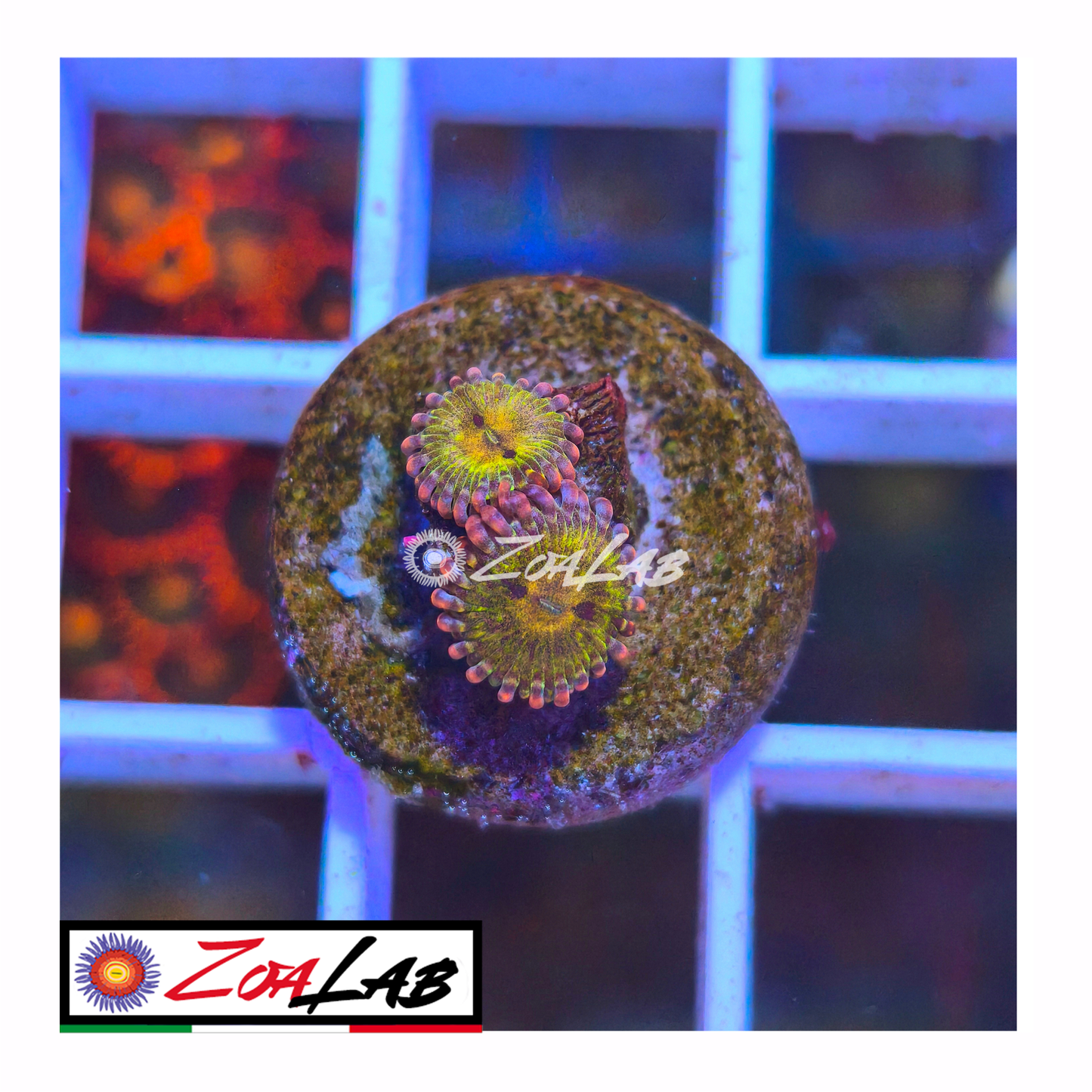 Zoanthus Chiquita violet