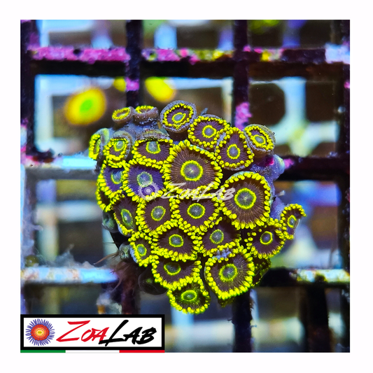 Zoanthus black Hornets