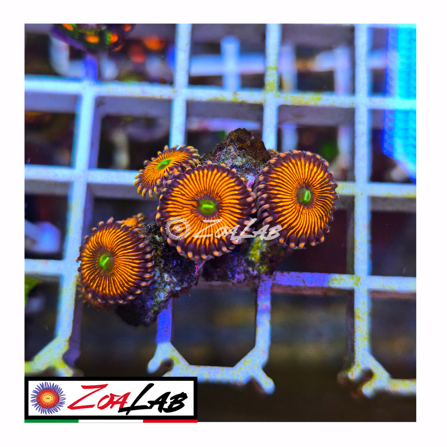Zoanthus Orange sp