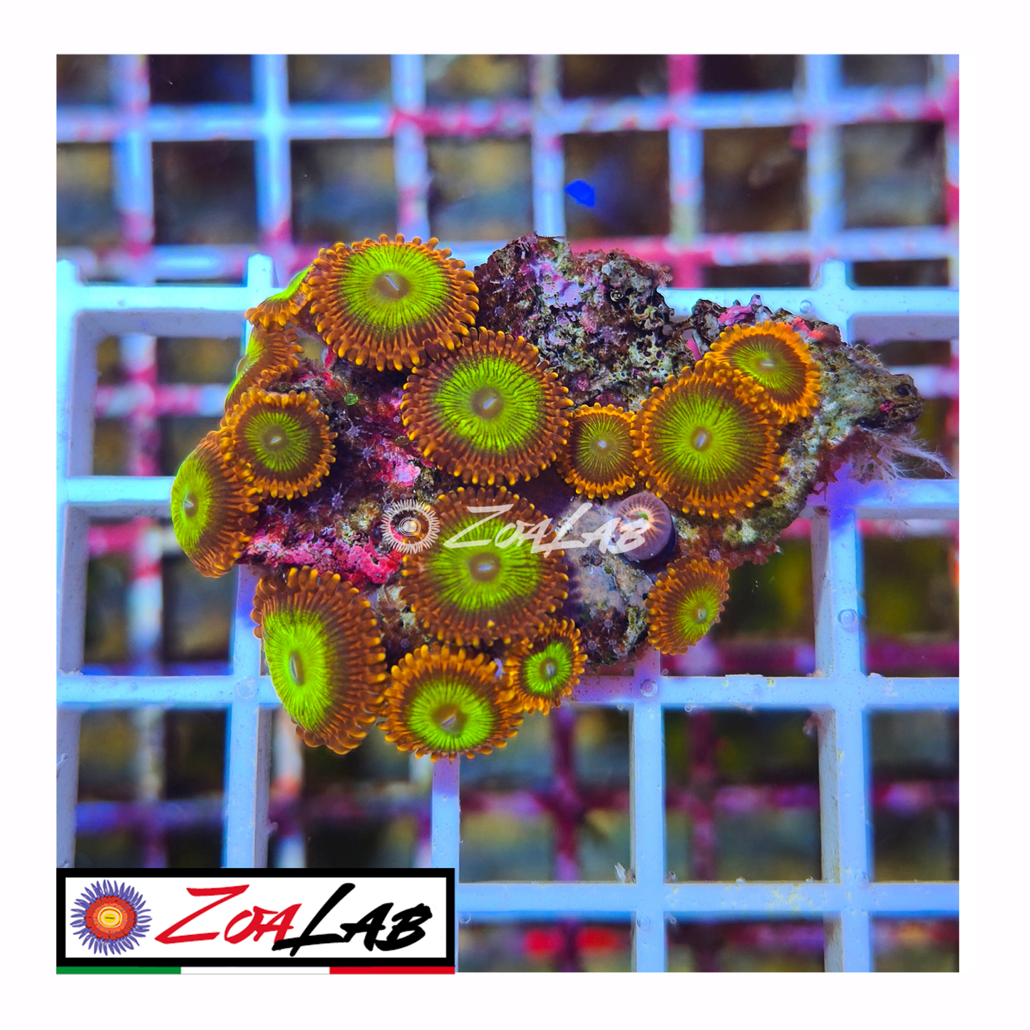 Zoanthus Candy Apple sand