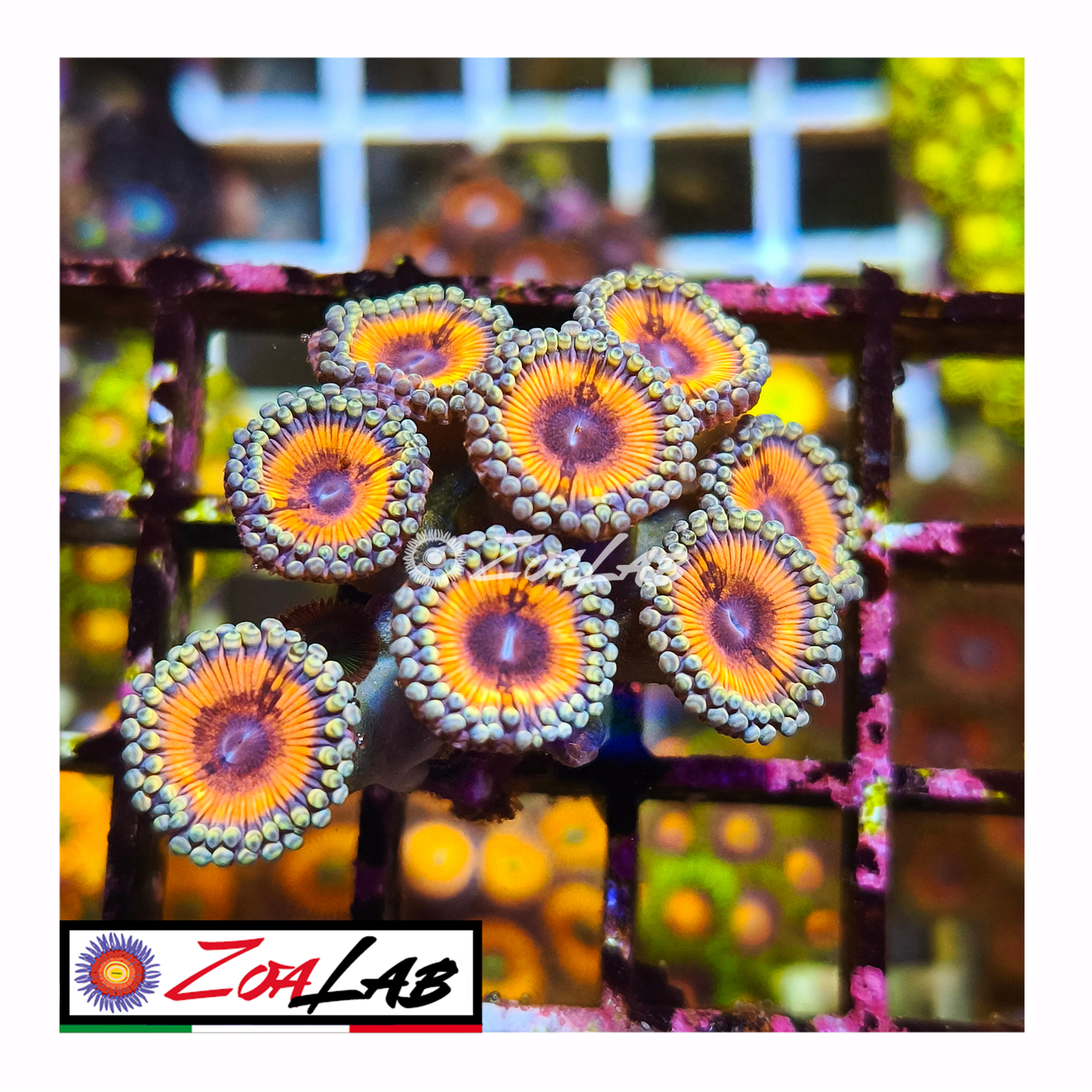 Zoanthus Pink Emerald