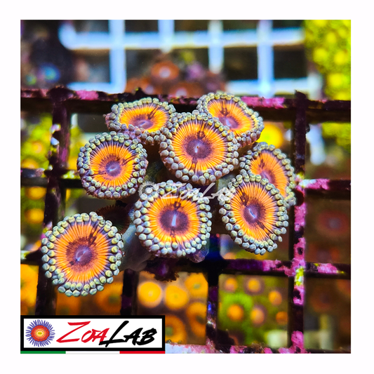 Zoanthus Pink Emerald