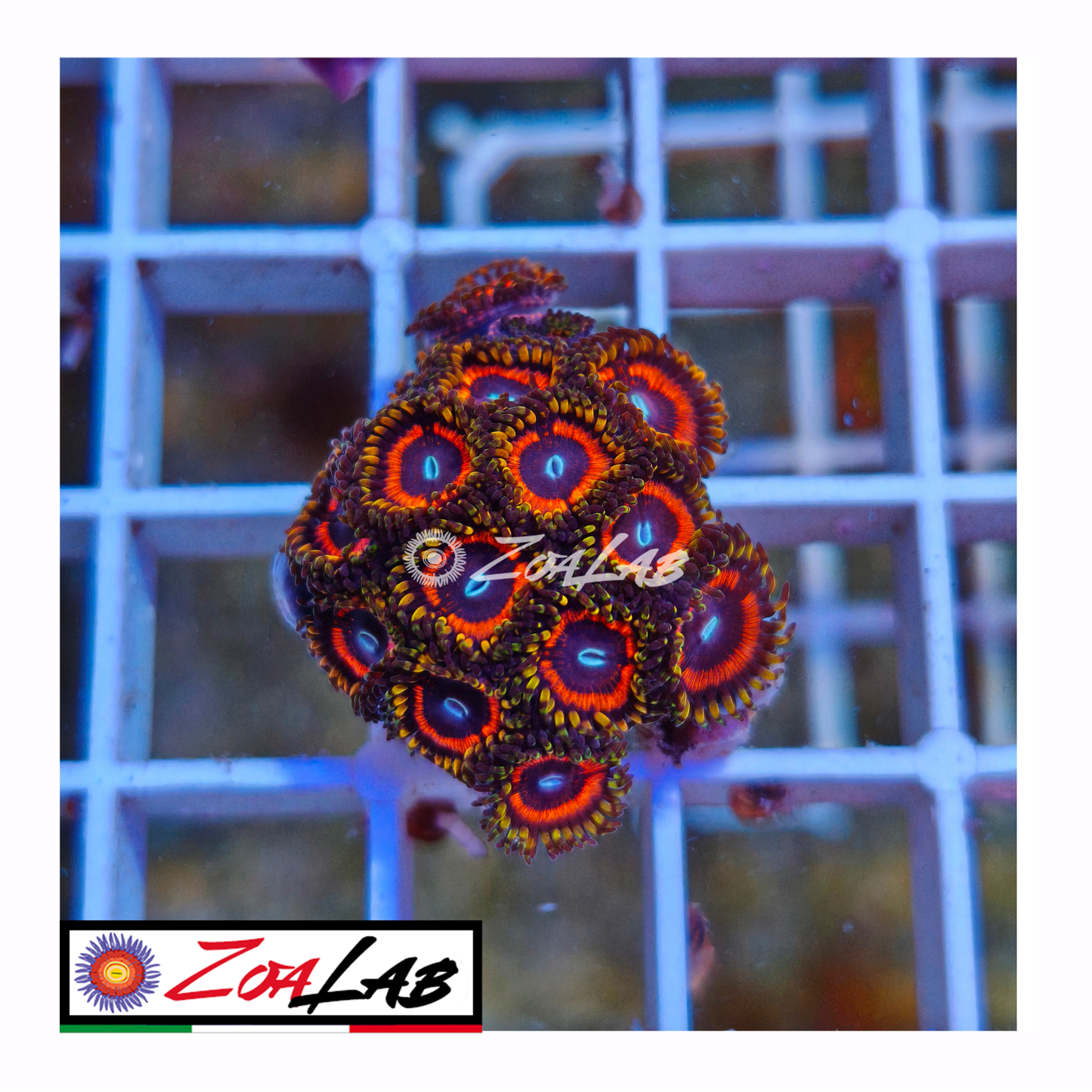 Zoanthus gobstopper