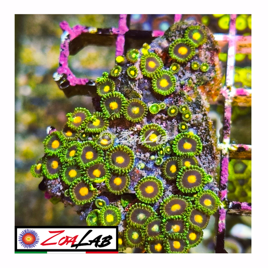 Zoanthus green