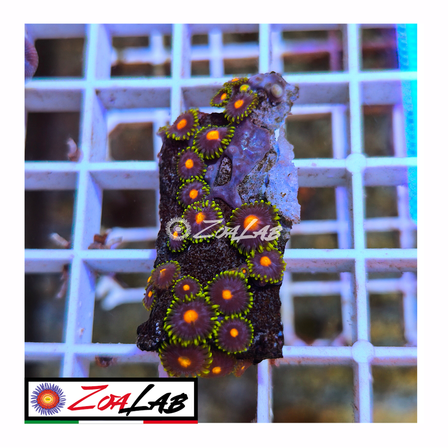 Zoanthus pops