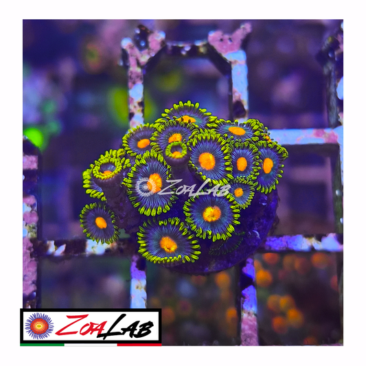 Zoanthus Blue pops
