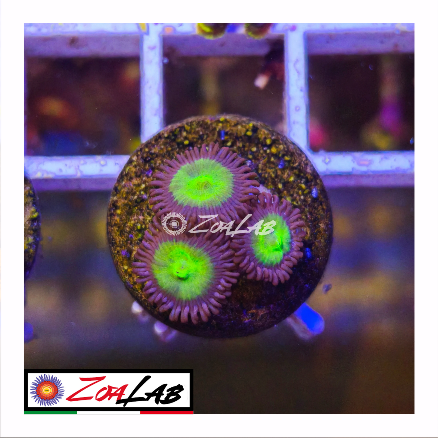 Zoanthus alien