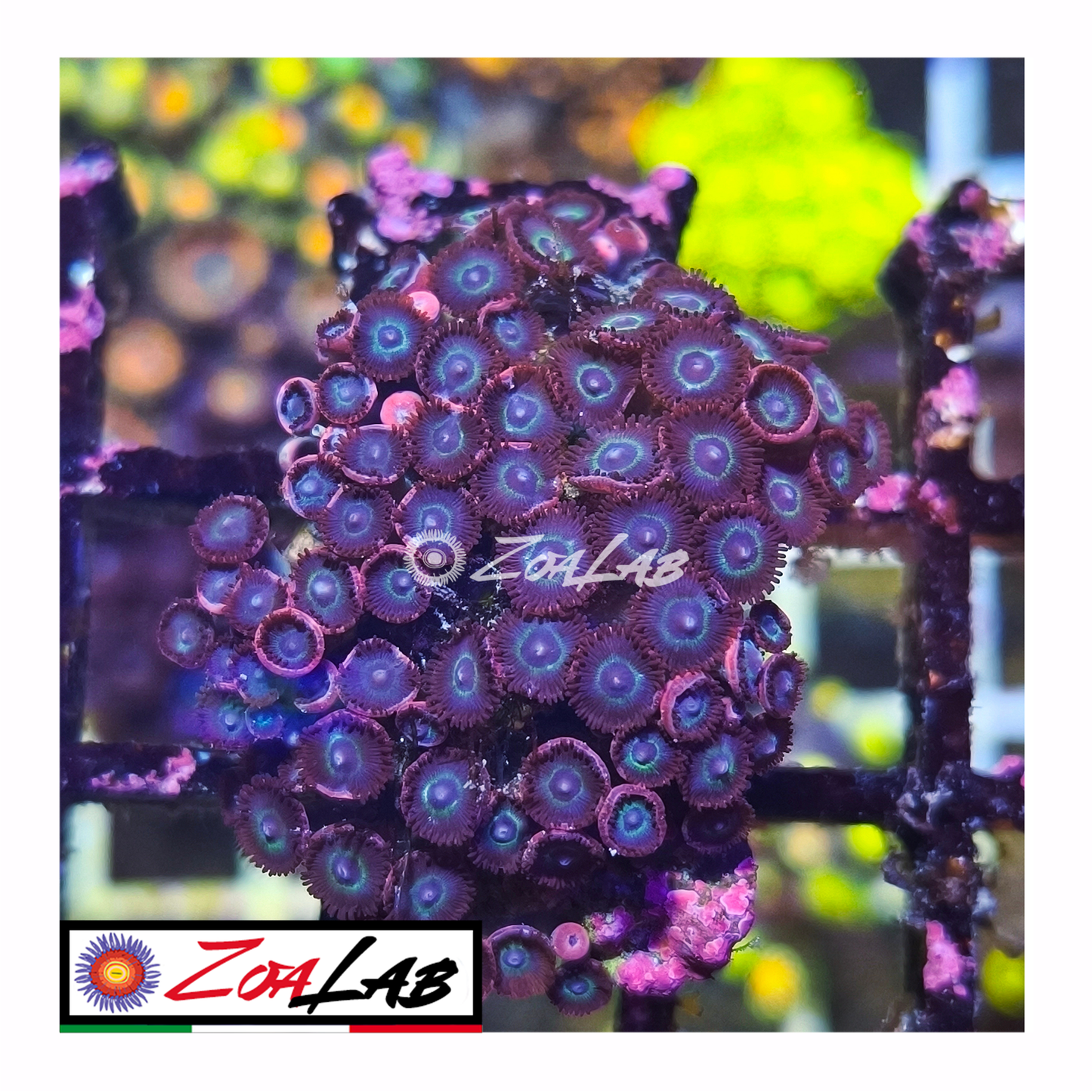 Zoanthus Blue hole