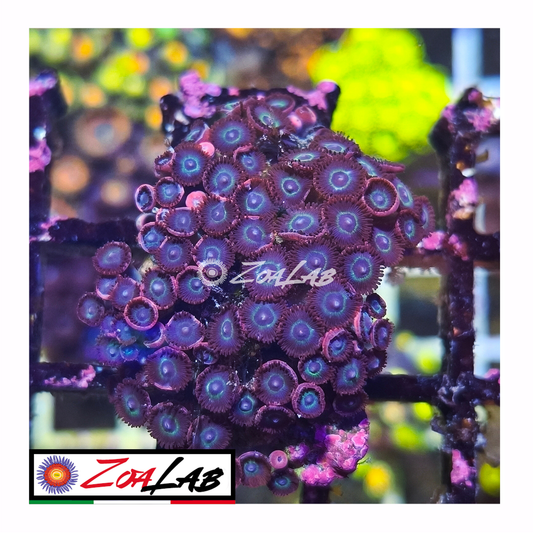 Zoanthus Blue hole