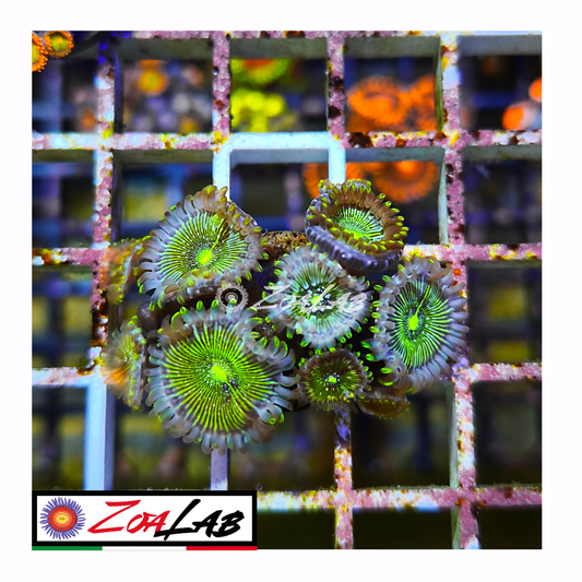 Zoanthus desert storm