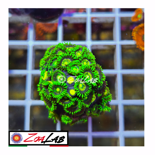 Zoanthus fluo green