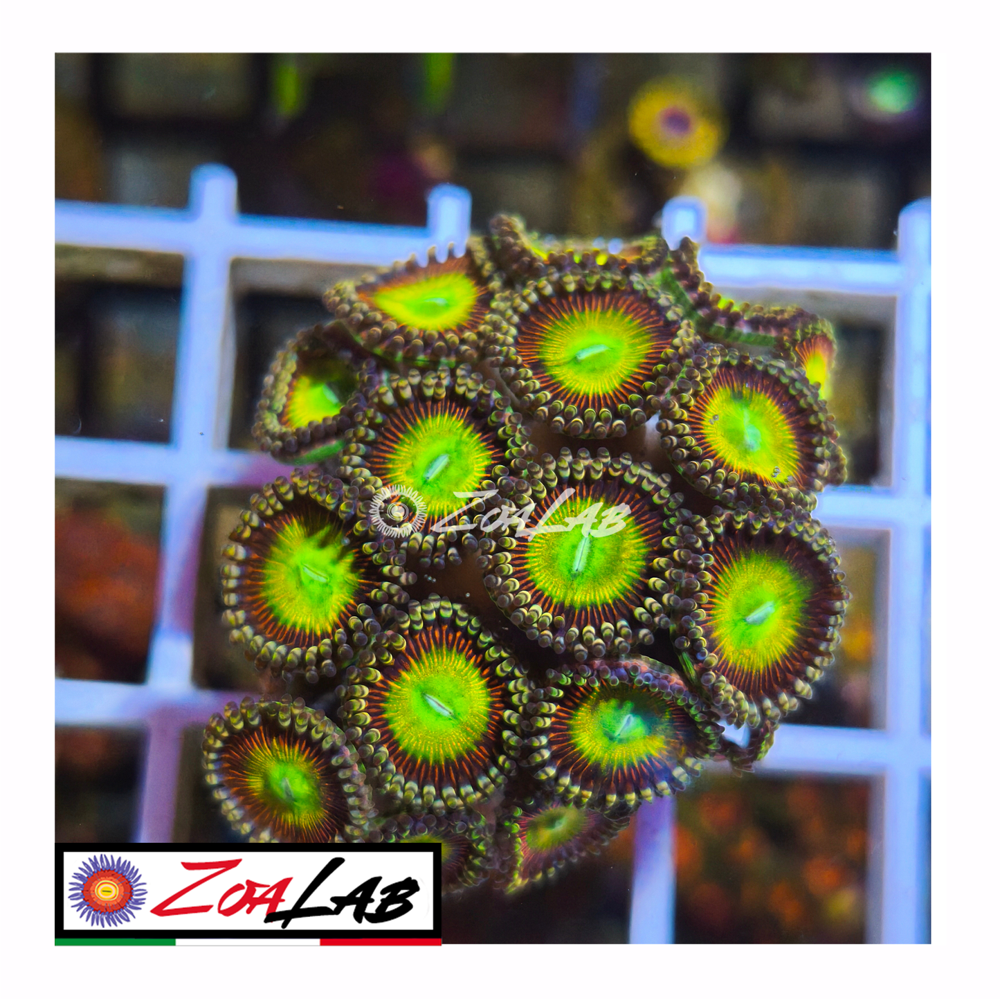 Zoanthus Candy Apple green