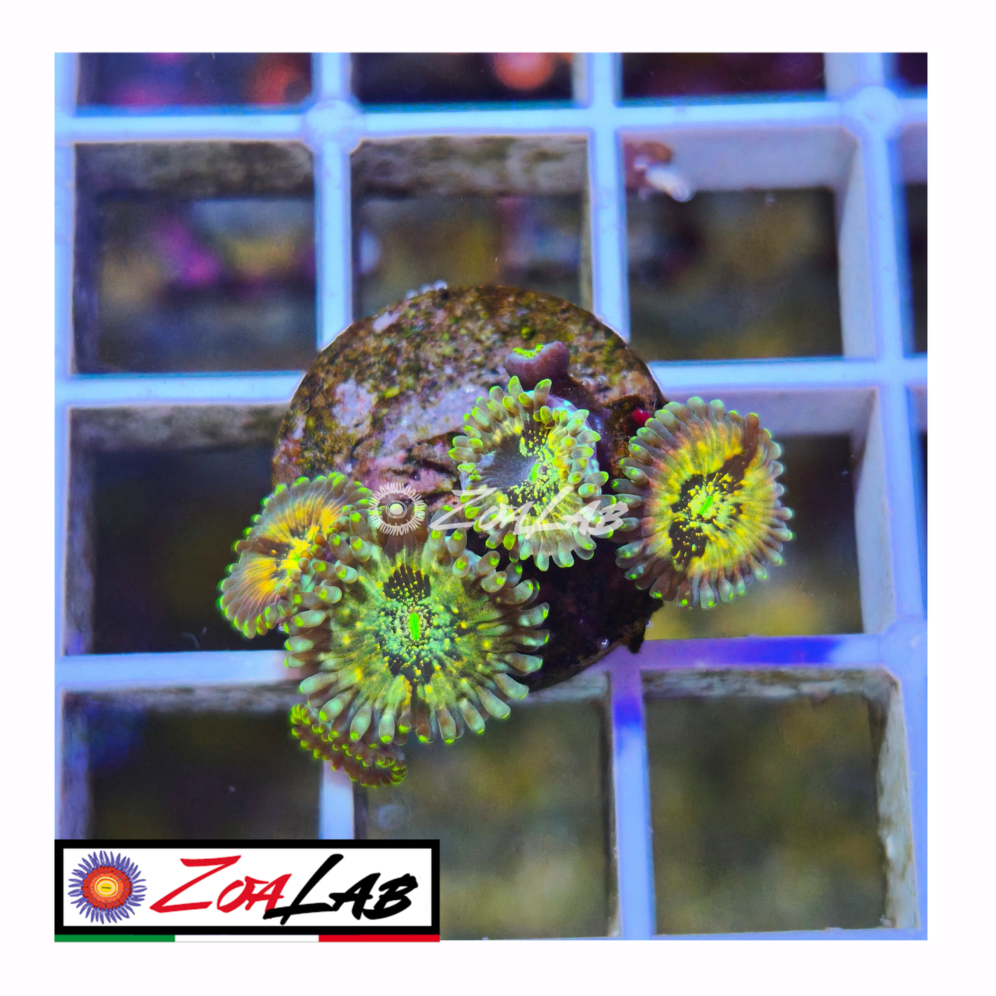 Zoanthus Hawaiian Ding dang