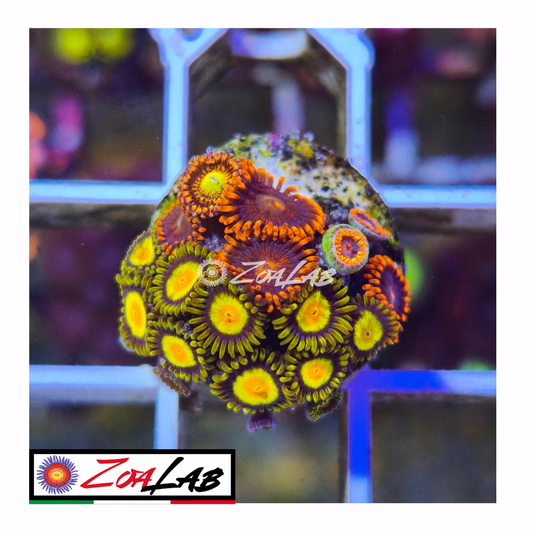 Zoanthus tutti frutti mix