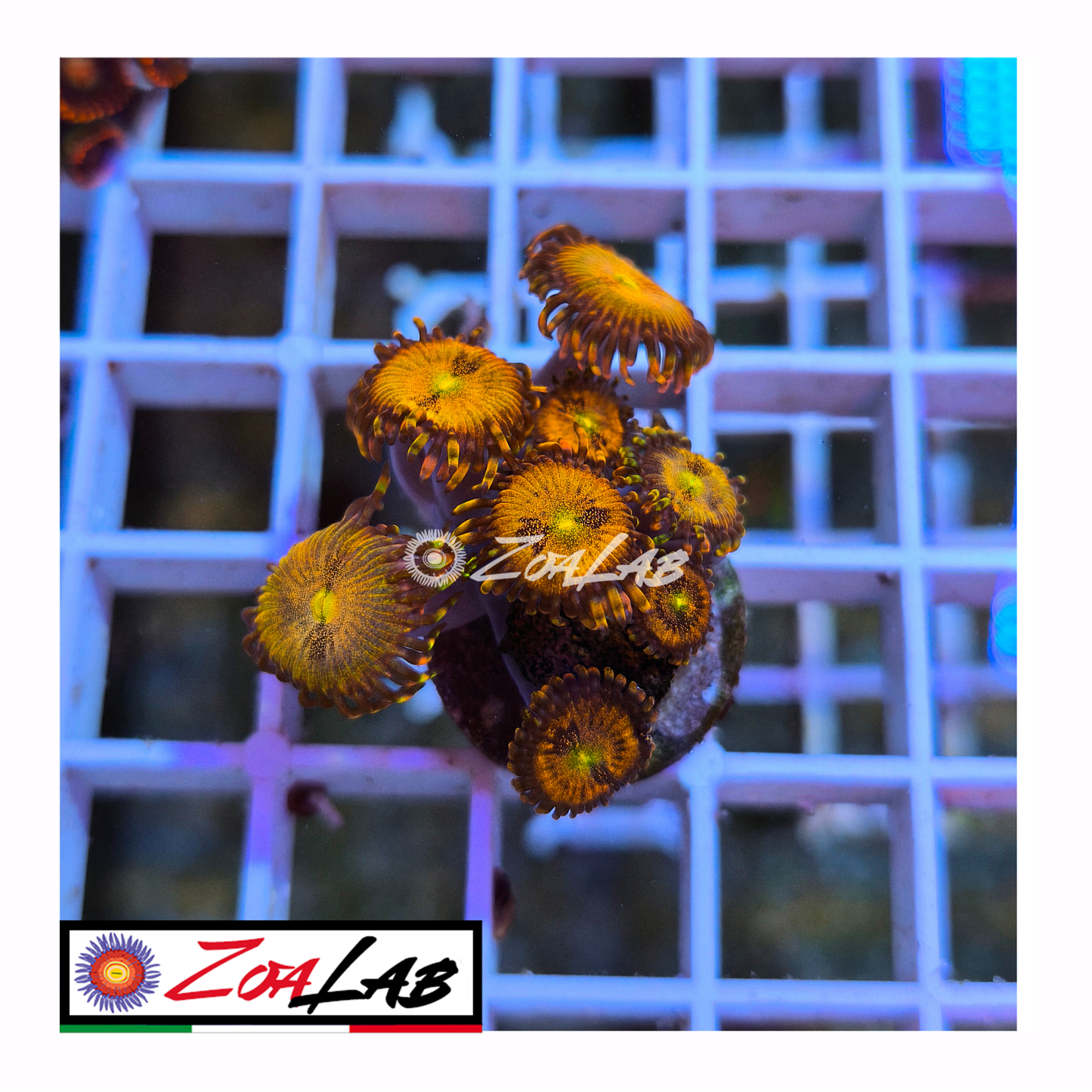 Zoanthus princess Peach