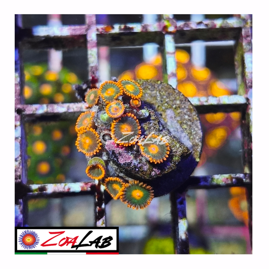 Zoanthus Gatorade