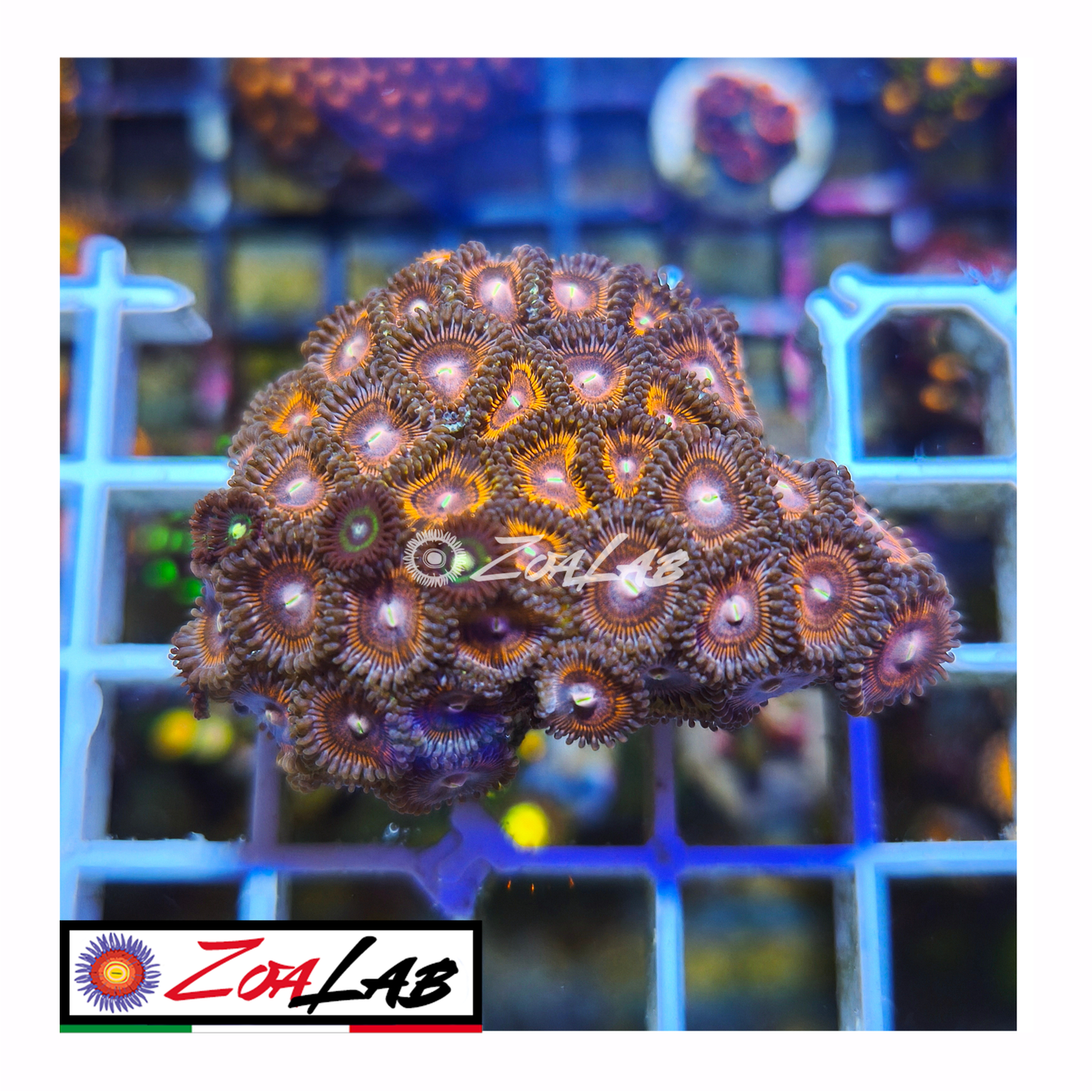 Zoanthus purple