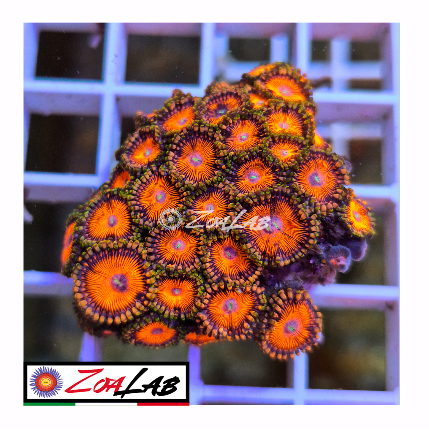 Zoanthus Orange passion