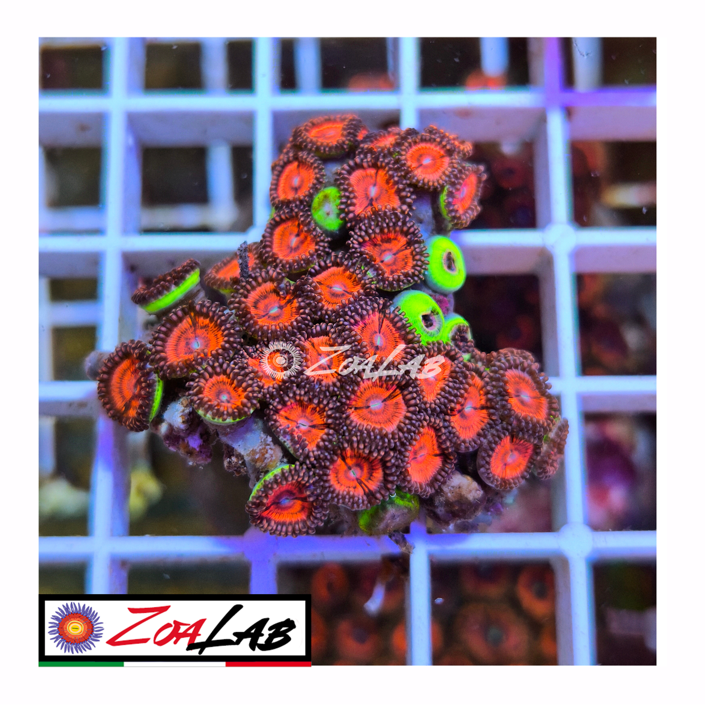 Zoanthus Orange passion