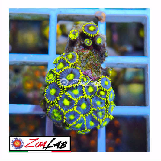 Zoanthus Blue pops