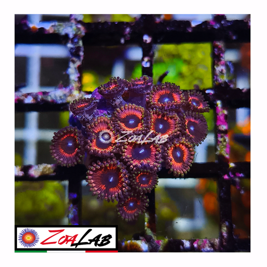 Zoanthus Red gobstoppers