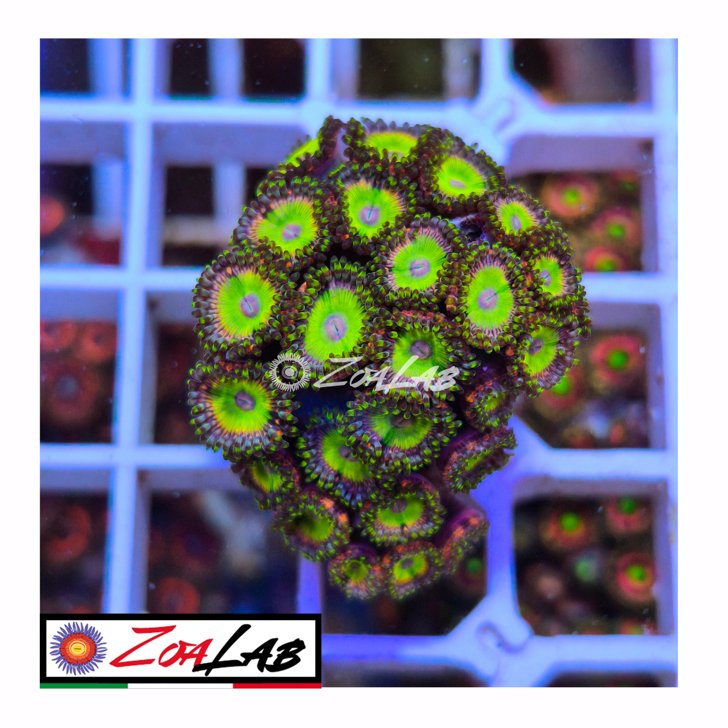 Zoanthus Candy Apple green