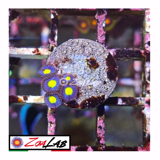 Zoanthus AOI