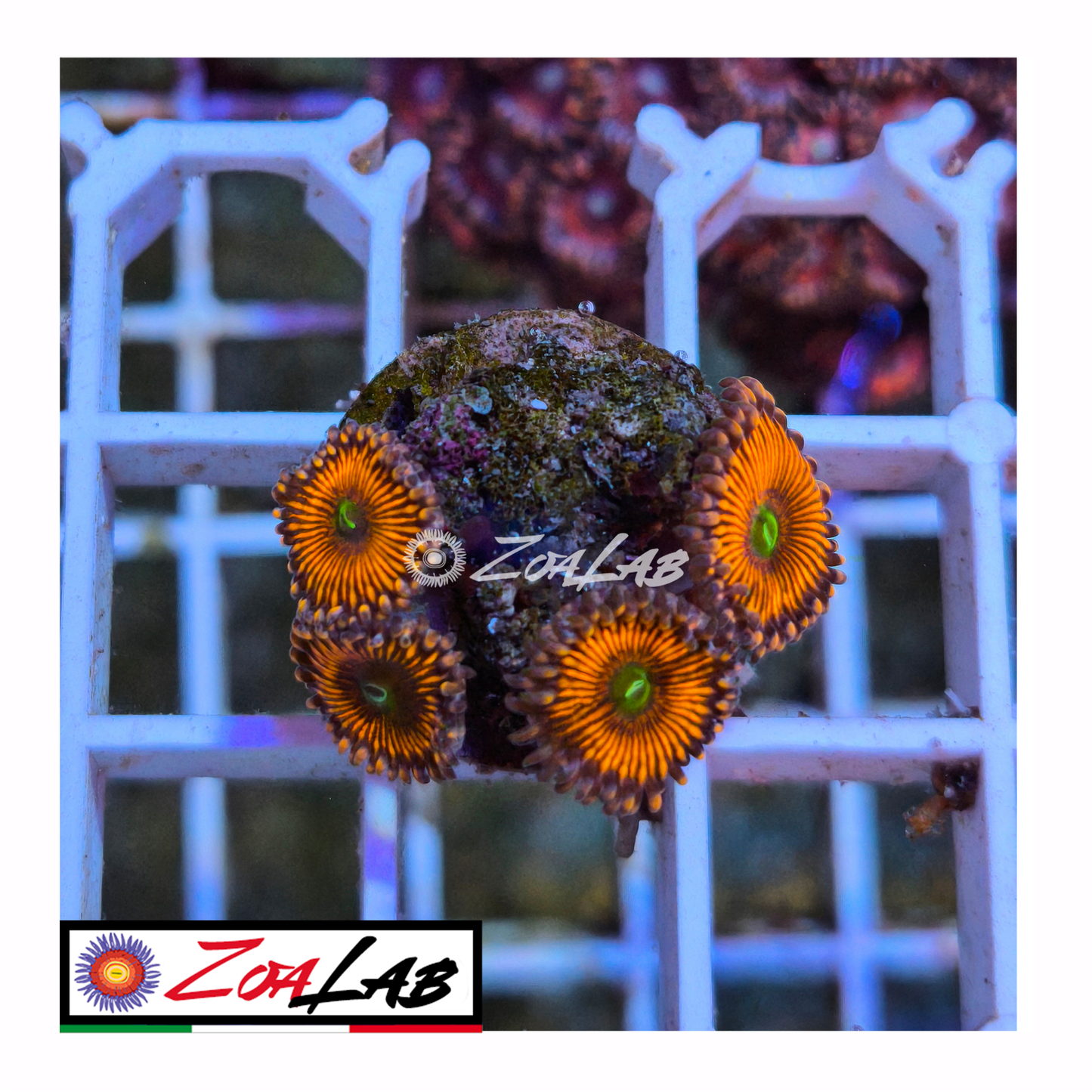 Zoanthus orange sp