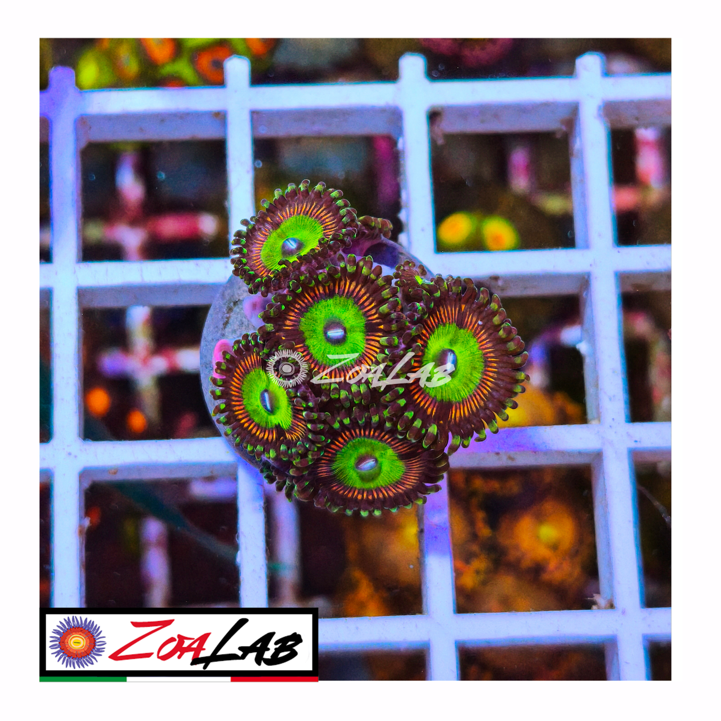 Zoanthus Candy Apple red
